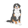 Dog Bernese Mountain Dog