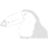 Toucan-like bird