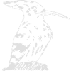 Hoopoe-like bird