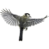 oiseau