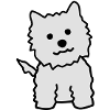 west highland white terrier