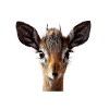 Antelope, Dik