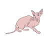 Cat Sphynx