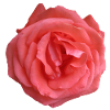 Soul Rose