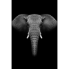 Dossiers d'animaux éléphants