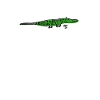 Bébé alligator