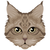 Chat / chat brun