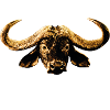 Büffel Tier