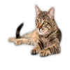 chat