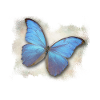 Butterfly - Butterfly
