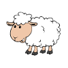 Little sheep