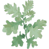 Bright Oak - Light Oak