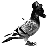 Pigeon
