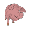 pig
