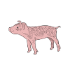 Piglet pig