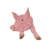 porc