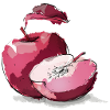 Apple red beautiful apple red