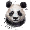panda