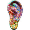ear