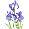 Irises