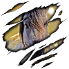 Duelmener cheval sauvage en moi