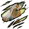 Haflinger in me