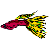 fish