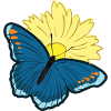 Butterfly Butterfly Wing Butterfly