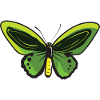 Lemon Butterfly Butterfly Butterfly Butterfly