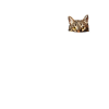 Cool Cat Pocket