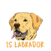 Labrador Dog