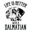 Dalmatian Dog