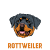 Rottweiler dog