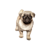 sweet squinting pug