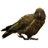 Vogel, Kea, Moonwalk