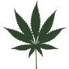marijuana