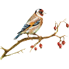 Oiseau