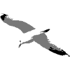 Seagull