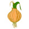 onion
