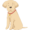 Labrador Yellow