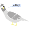 City pigeons GURU