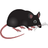 rat