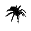 tarantula net shirt