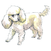 caniche