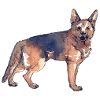 German shepherd dog