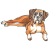 German boxer