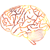 brain