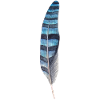 Black blue feather