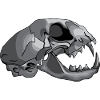 crâne de chat