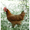 chicken